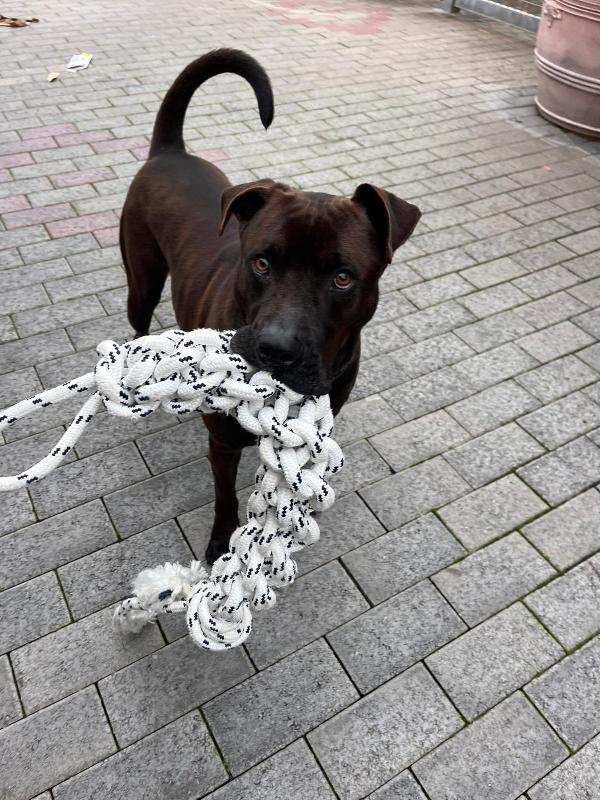 NIGEL CERCA FAMIGLIA Foto 3